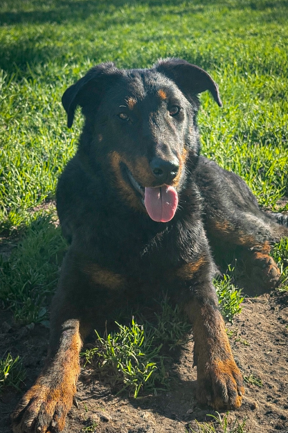 Uriell De La Rosée Du Champ Des Landes