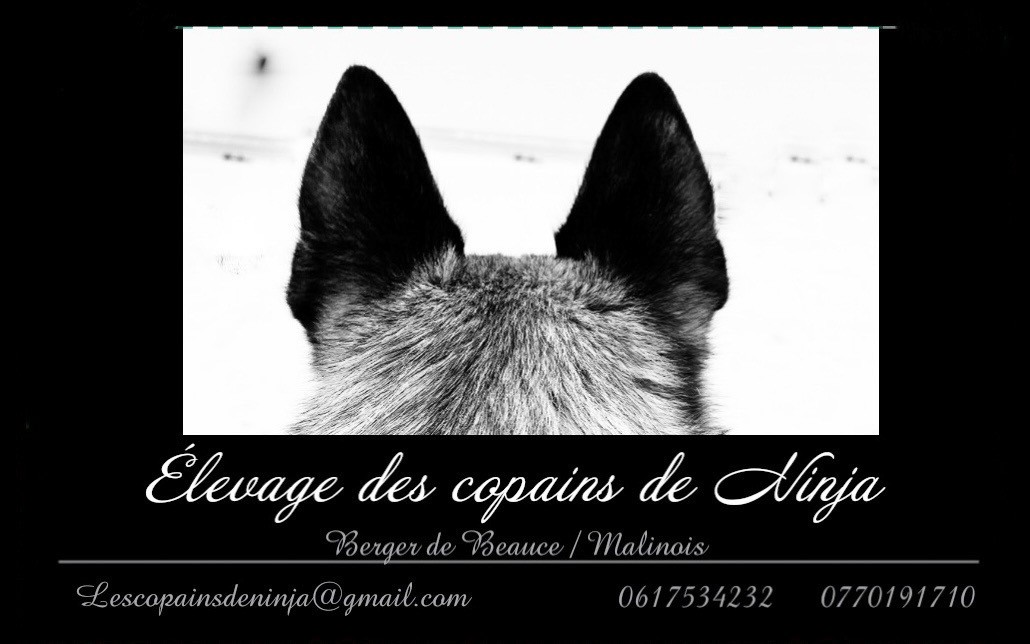 Des Copains De Ninja