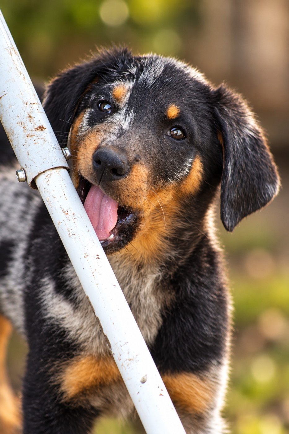 Des Copains De Ninja - Chiots disponibles - Berger de Beauce