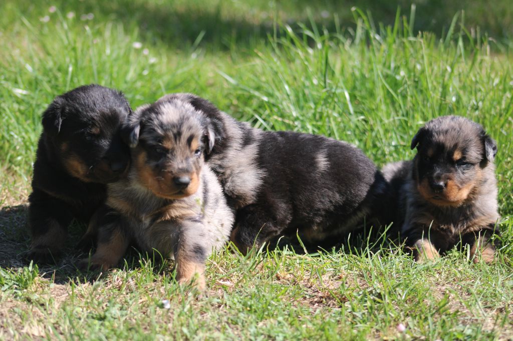 Chiot Berger de Beauce Des Copains De Ninja
