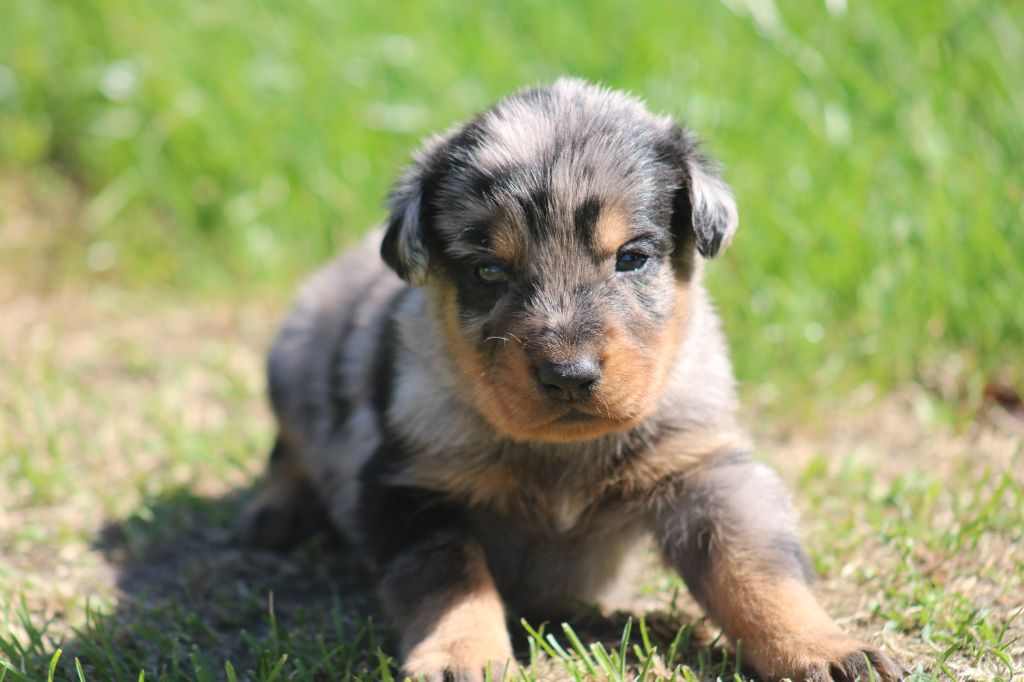 Des Copains De Ninja - Chiots disponibles - Berger de Beauce