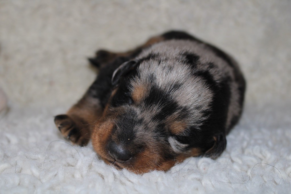 Des Copains De Ninja - Chiots disponibles - Berger de Beauce