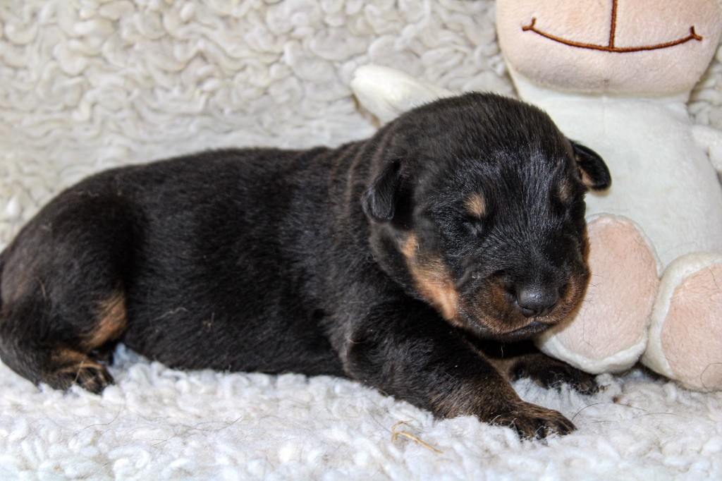 Des Copains De Ninja - Chiots disponibles - Berger de Beauce