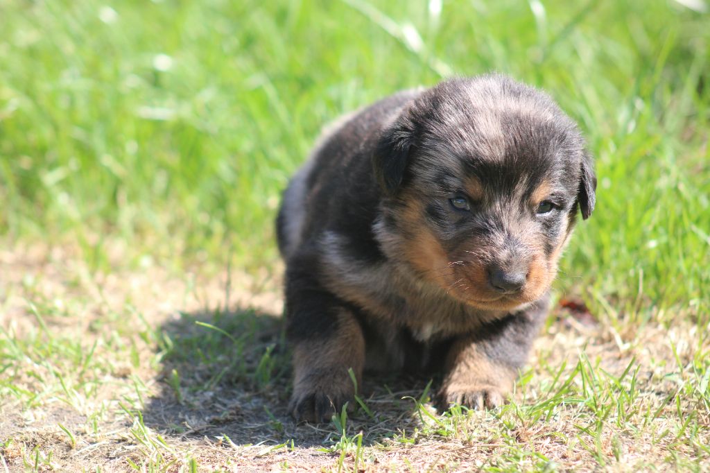 Des Copains De Ninja - Chiots disponibles - Berger de Beauce