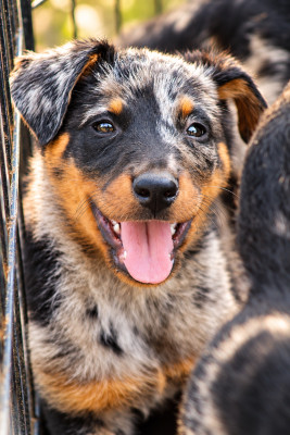 Chiot N°2