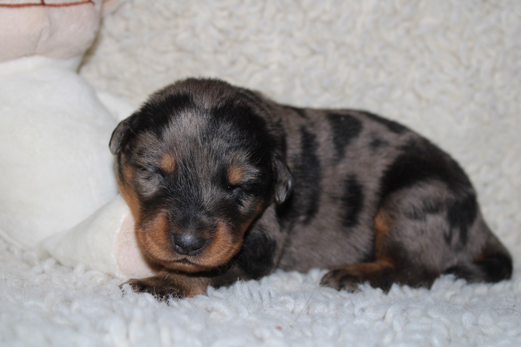 Des Copains De Ninja - Chiots disponibles - Berger de Beauce