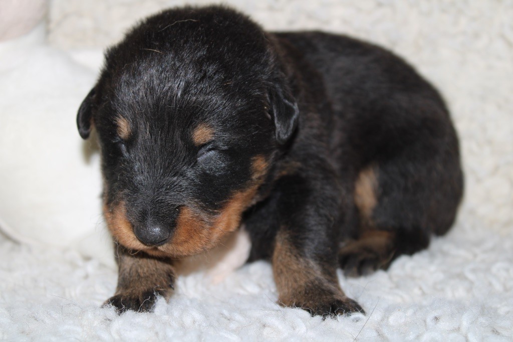 Des Copains De Ninja - Chiots disponibles - Berger de Beauce