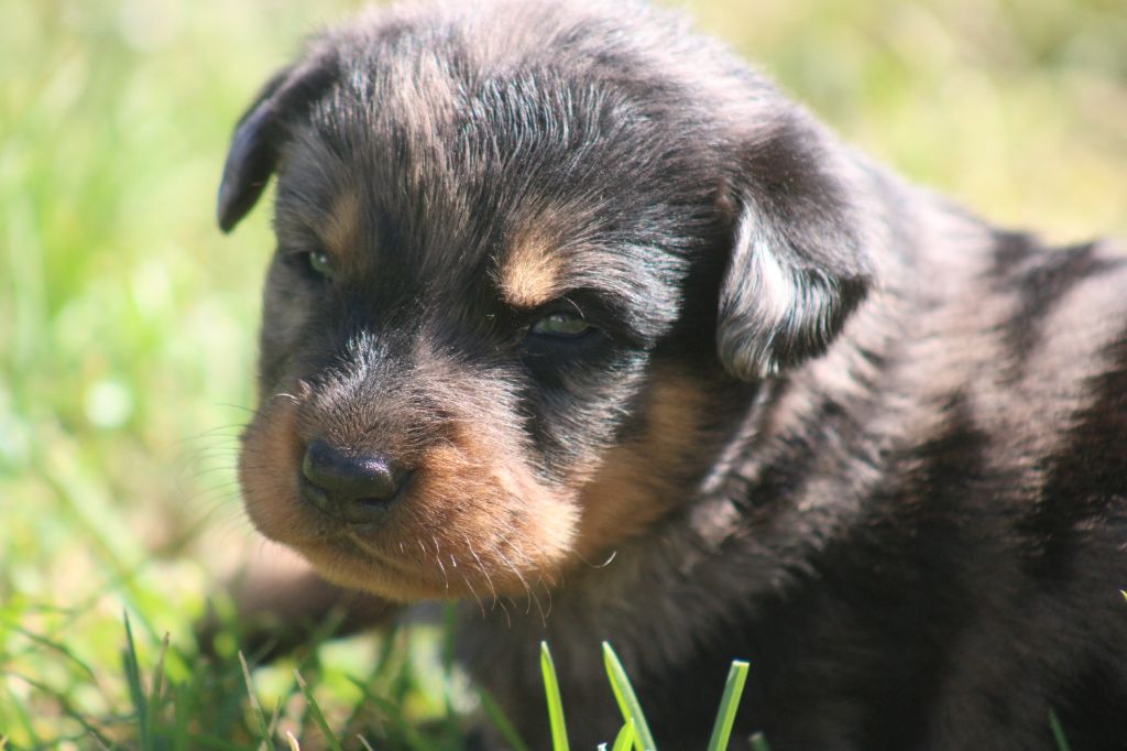 Des Copains De Ninja - Chiots disponibles - Berger de Beauce