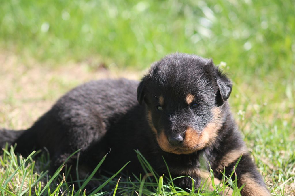 Des Copains De Ninja - Chiots disponibles - Berger de Beauce