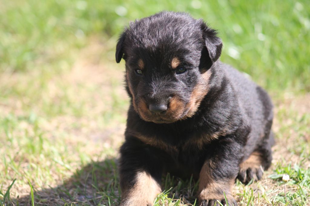 Des Copains De Ninja - Chiots disponibles - Berger de Beauce