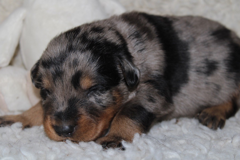 Des Copains De Ninja - Chiots disponibles - Berger de Beauce
