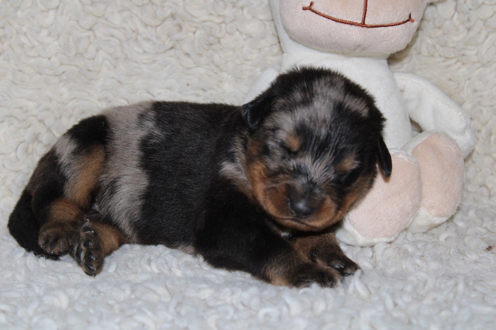Des Copains De Ninja - Chiots disponibles - Berger de Beauce